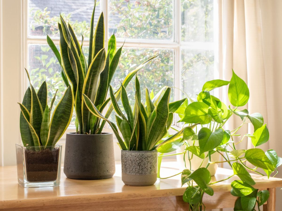 The How to Guide – How To Take Care Of A&nbsp;Houseplant